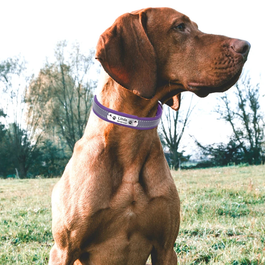 Custom Tagged Collar